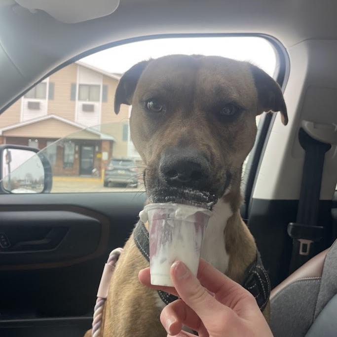 Freya, Adoptable, Young Female Terrier.