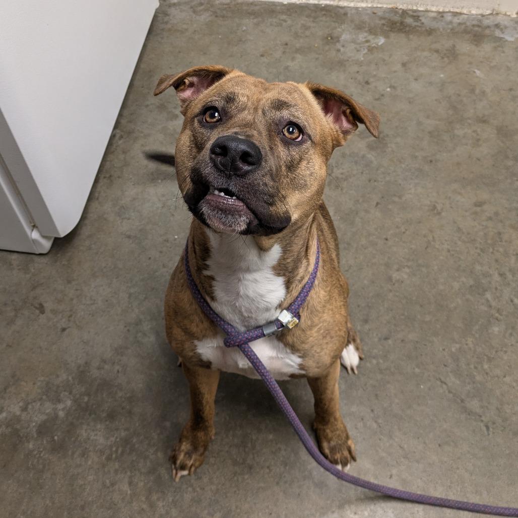 Freya, Adoptable, Young Female Terrier.