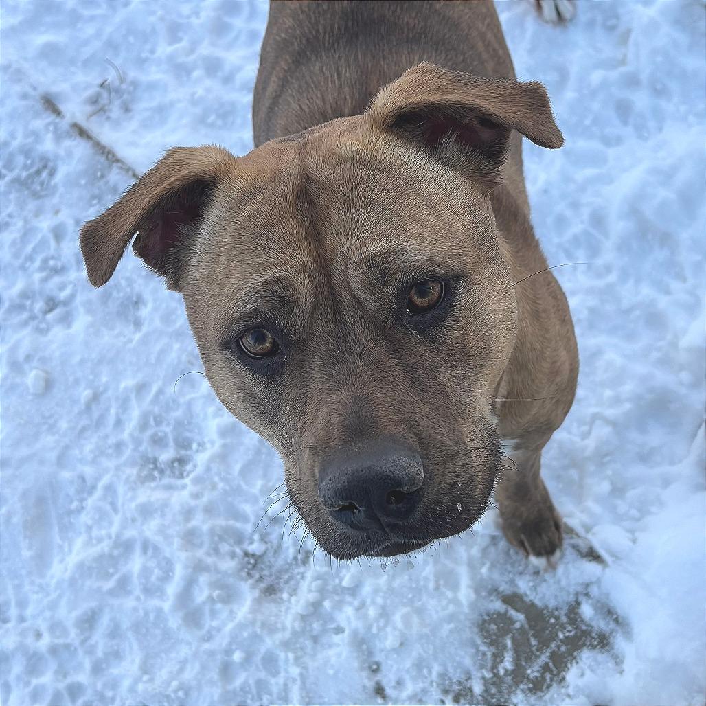 Freya, Adoptable, Adult Female Terrier.