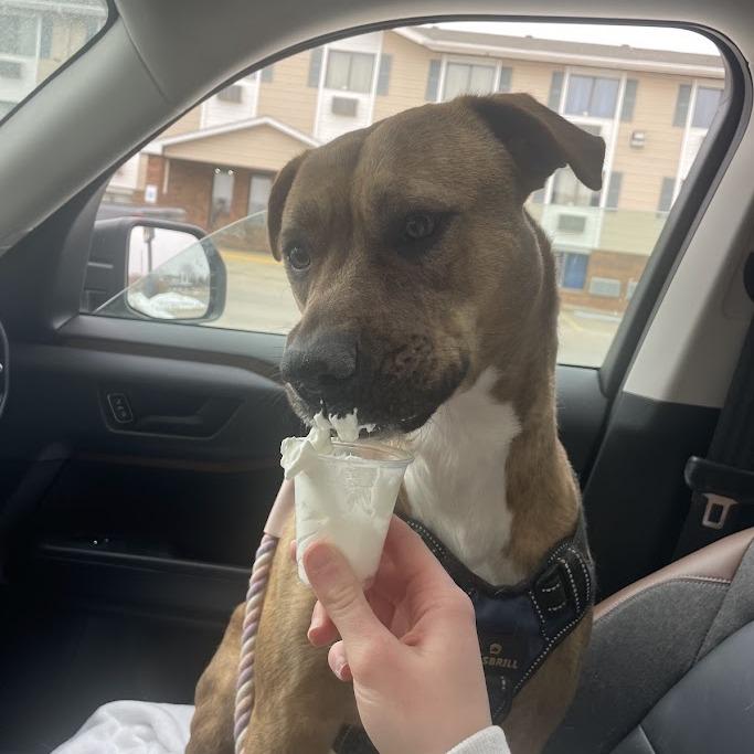 Enlarge Freya, a Adoptable Terrier in Manhattan, KS image 2/6