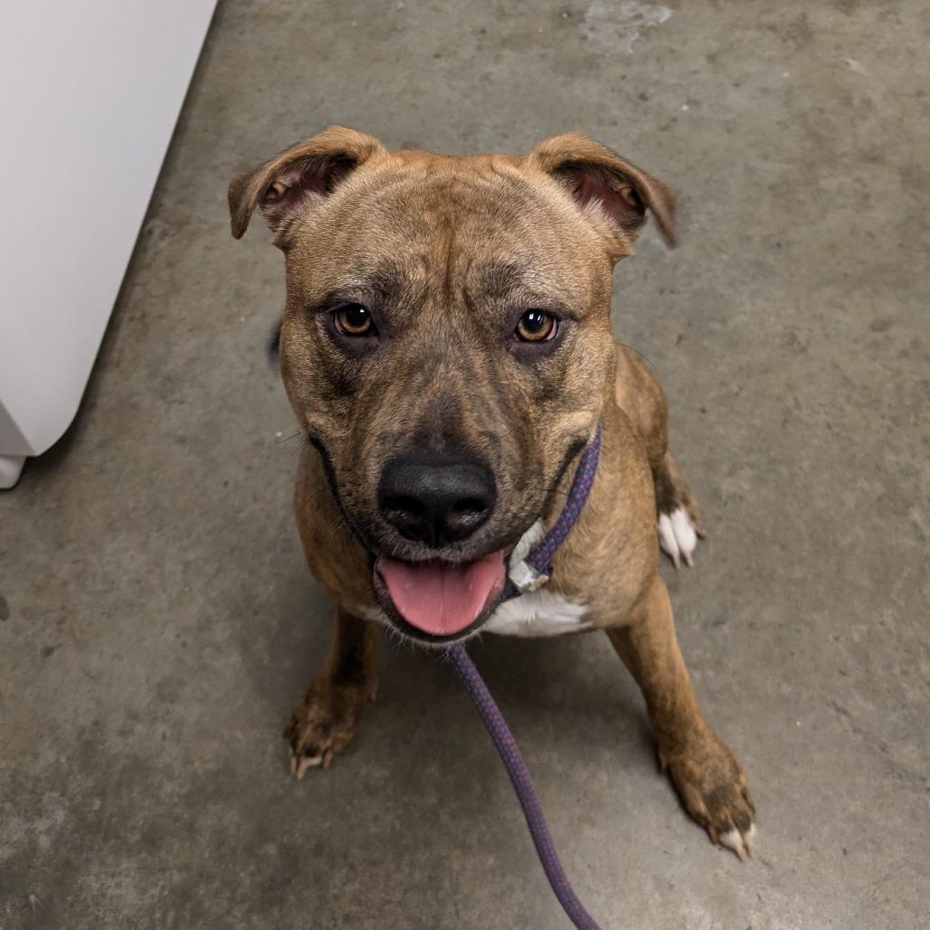 Enlarge Freya, a Adoptable Terrier in Manhattan, KS image 2/4