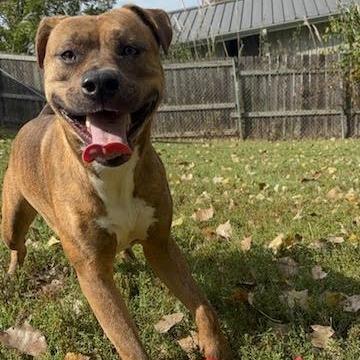 Enlarge Freya, a Adoptable Terrier in Manhattan, KS image 4/4