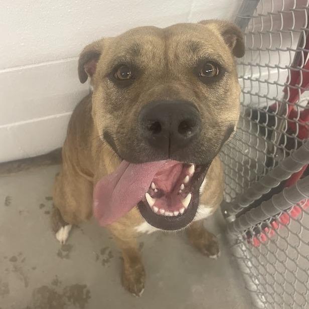 Enlarge Freya, a Adoptable Terrier in Manhattan, KS image 6/6