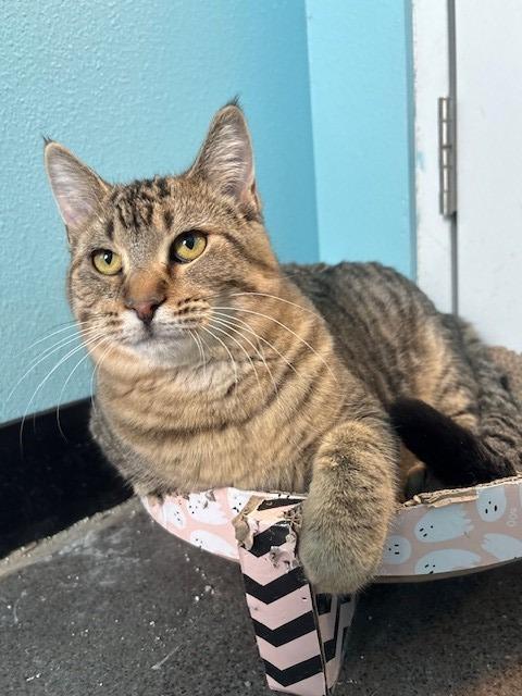 Enlarge Evie, a Adopted mixed breed in Ladysmith, WI image 1/5