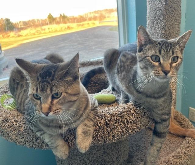 Enlarge Evie, a Adoptable mixed breed in Ladysmith, WI image 1/6