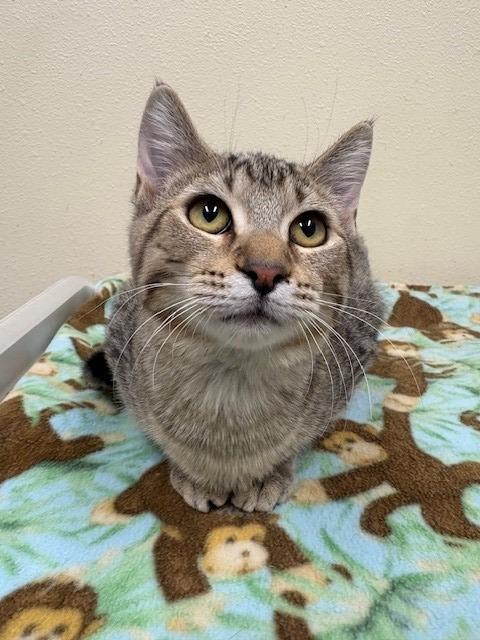 Enlarge Evie, a Adoptable mixed breed in Ladysmith, WI image 2/6