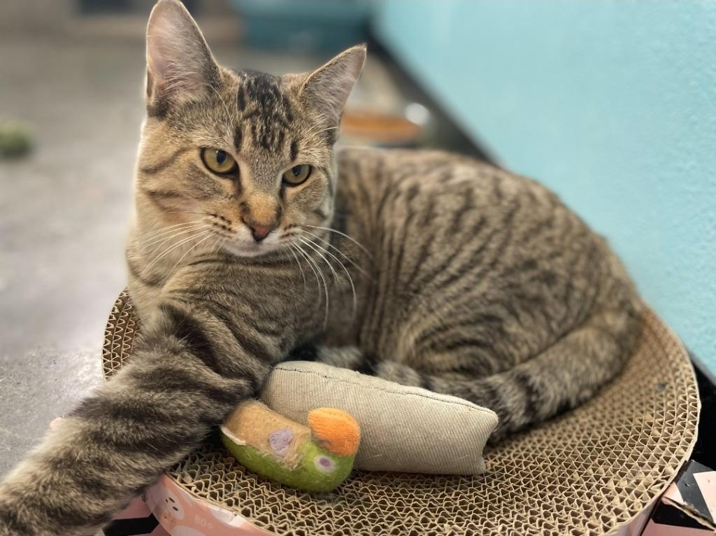 Enlarge Evie, a Adoptable mixed breed in Ladysmith, WI image 3/6