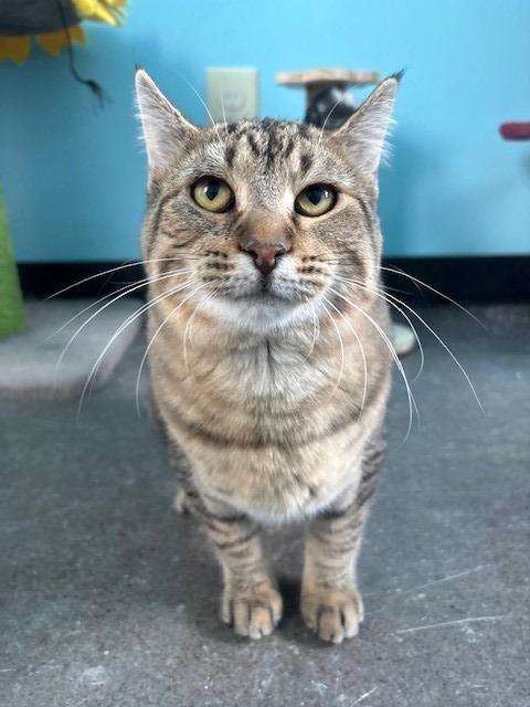 Enlarge Evie, a Adopted mixed breed in Ladysmith, WI image 3/5