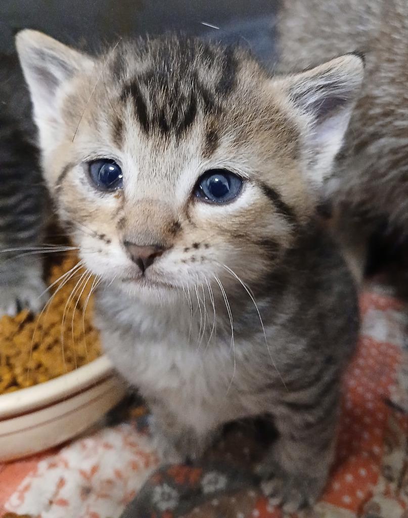 Enlarge Evie, a Adoptable mixed breed in Ladysmith, WI image 4/6