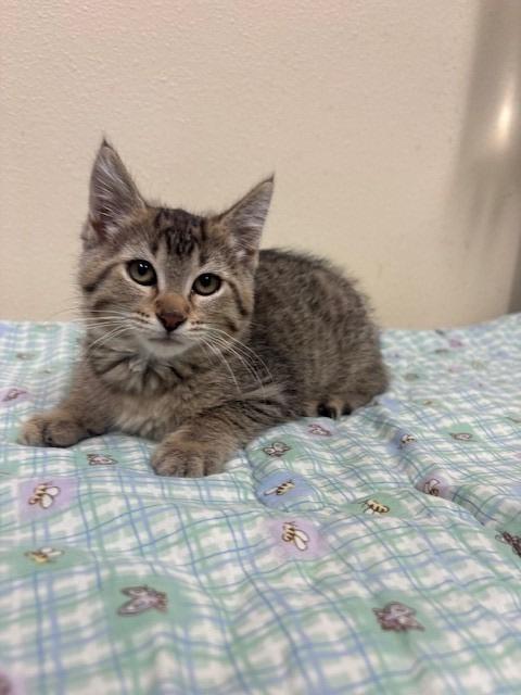 Enlarge Evie, a Adoptable mixed breed in Ladysmith, WI image 5/6