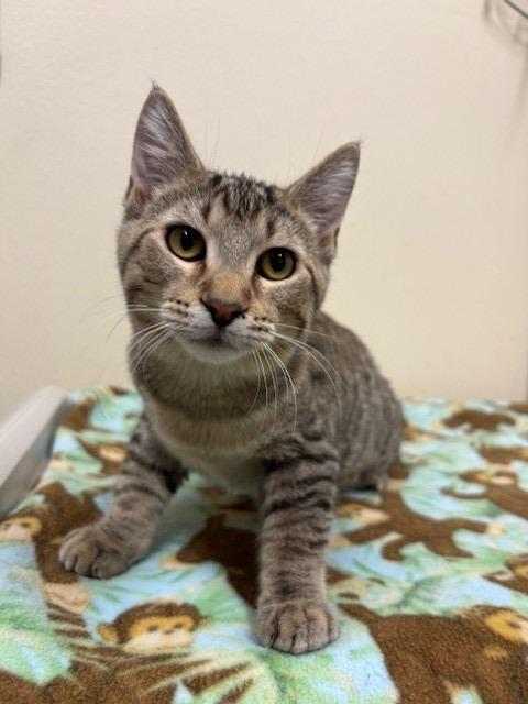 Enlarge Evie, a Adoptable mixed breed in Ladysmith, WI image 6/6