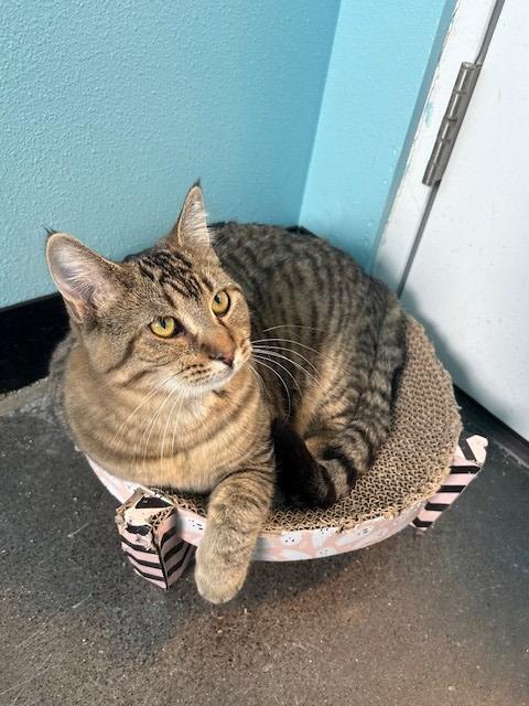 Enlarge Evie, a Adopted mixed breed in Ladysmith, WI image 5/5