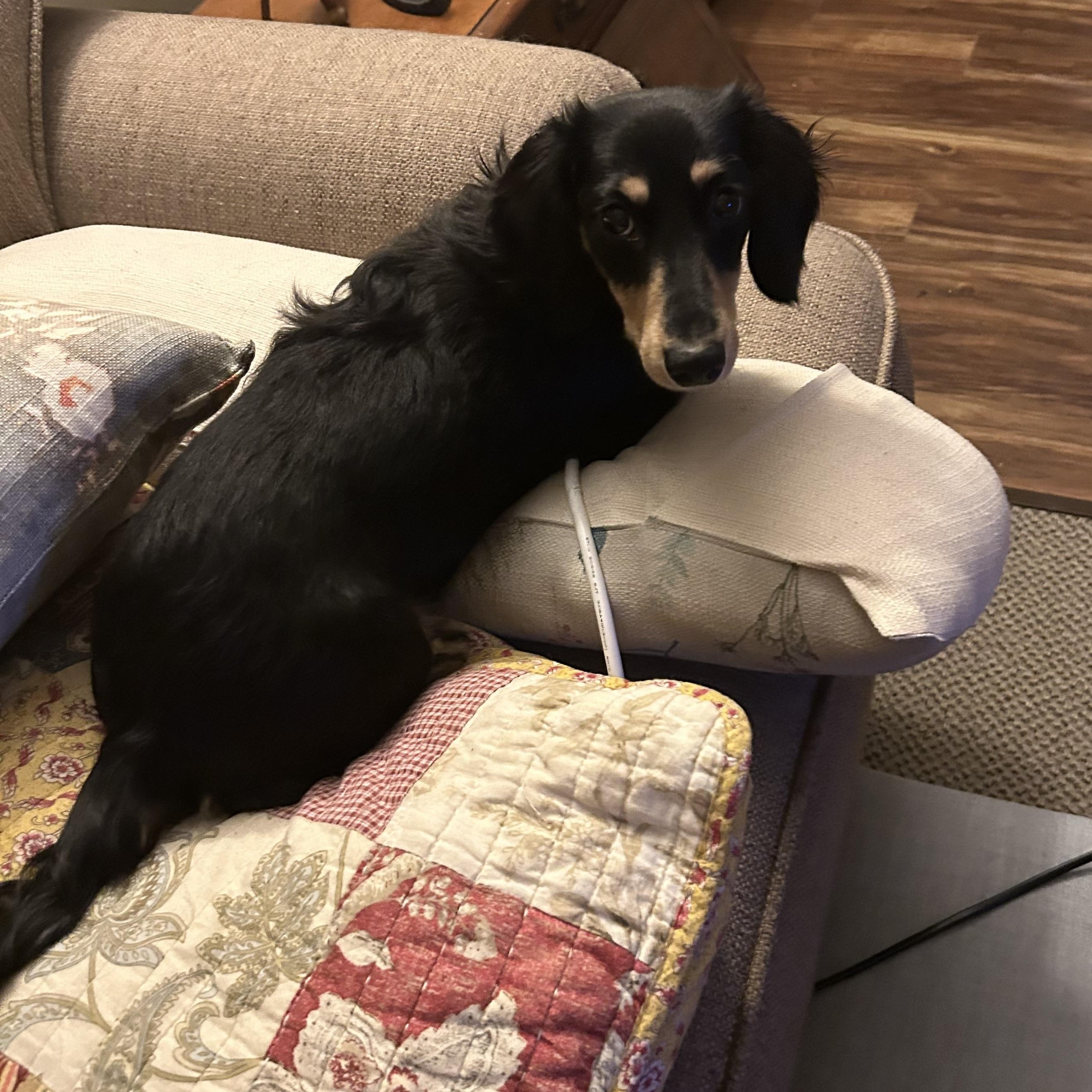 Poppy, ADOPTABLE, Young Female Dachshund (Long Haired).