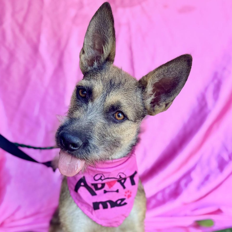 KENZIE, a Adoptable mixed breed in Rowland Heights, CA image 1/6