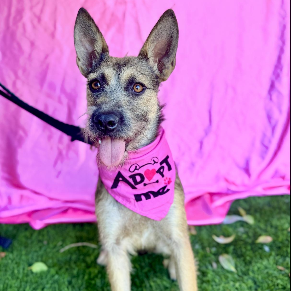 KENZIE, a Adoptable mixed breed in Rowland Heights, CA image 2/6