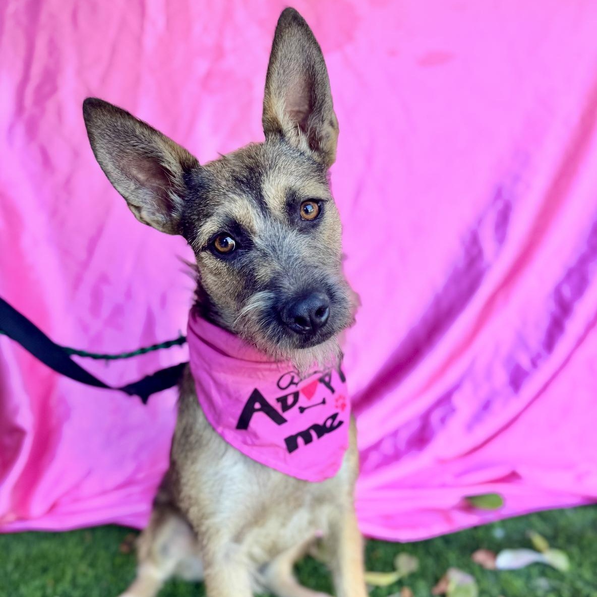 KENZIE, a Adoptable mixed breed in Rowland Heights, CA image 4/6