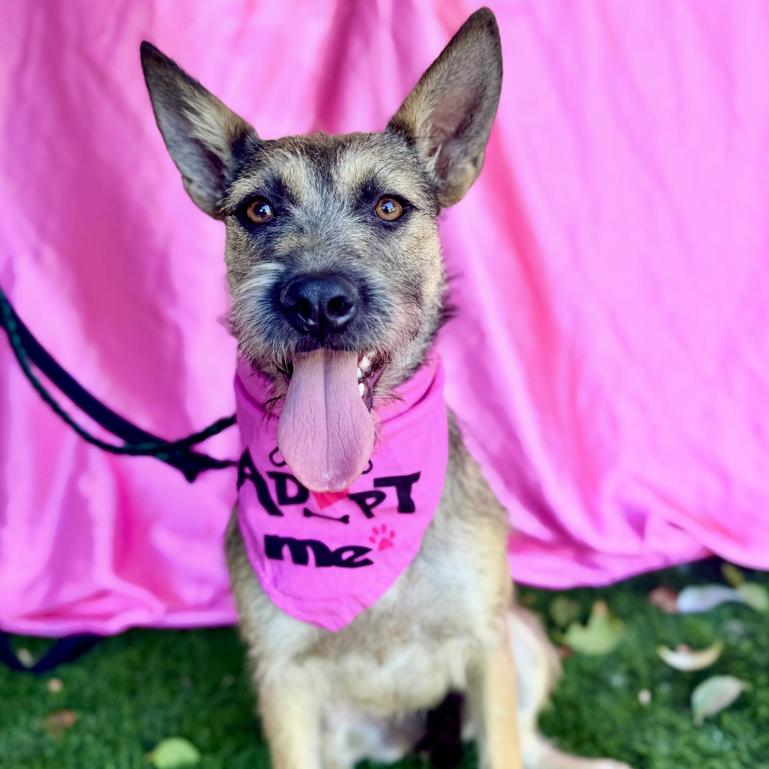 KENZIE, a Adoptable mixed breed in Rowland Heights, CA image 3/6