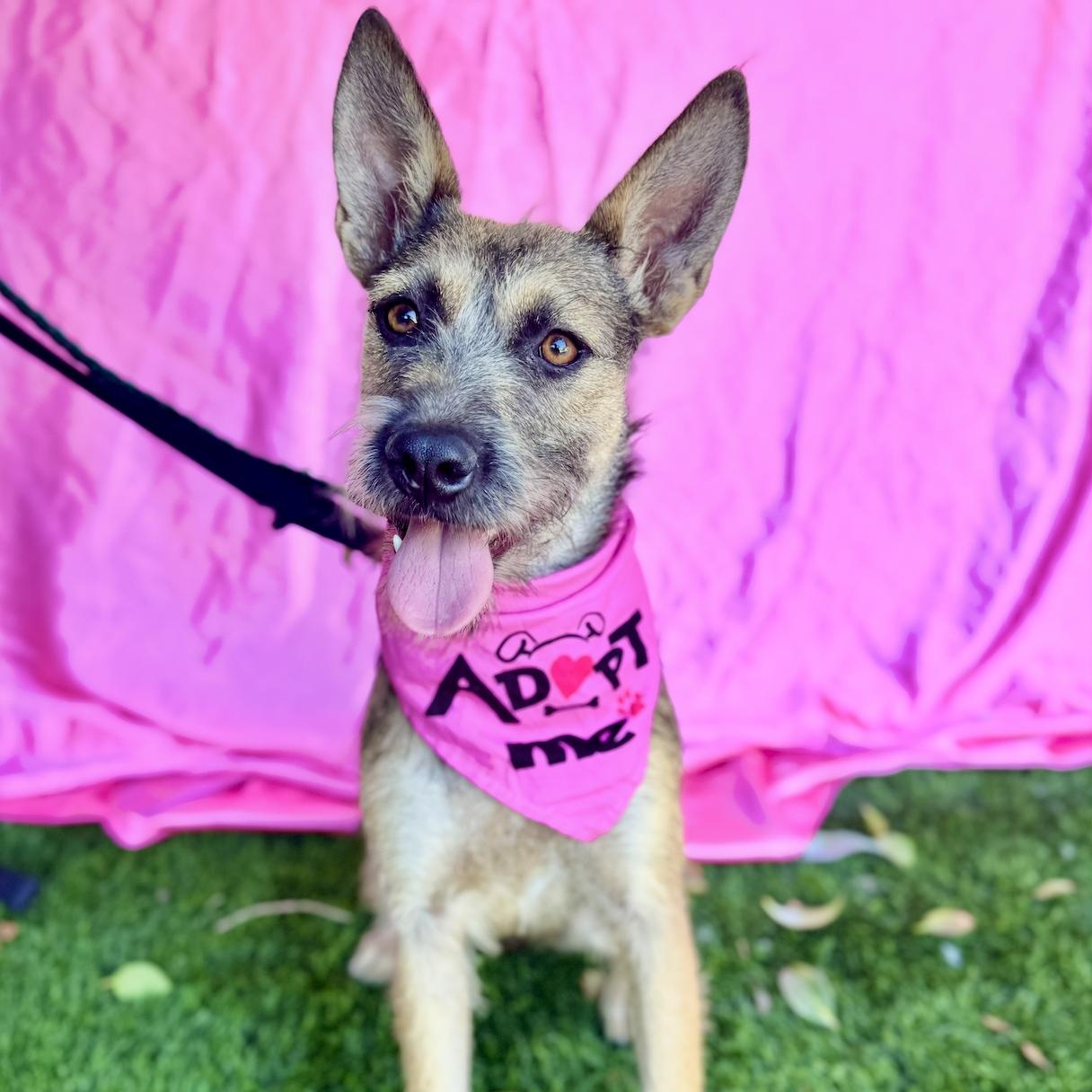 KENZIE, a Adoptable mixed breed in Rowland Heights, CA image 5/6