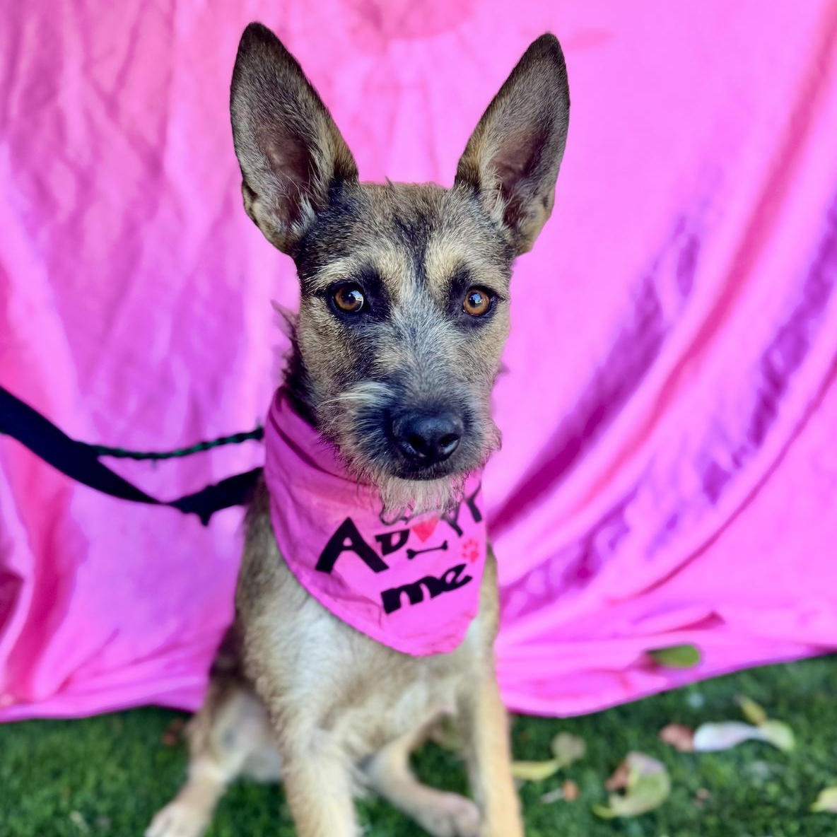 KENZIE, a Adoptable mixed breed in Rowland Heights, CA image 6/6