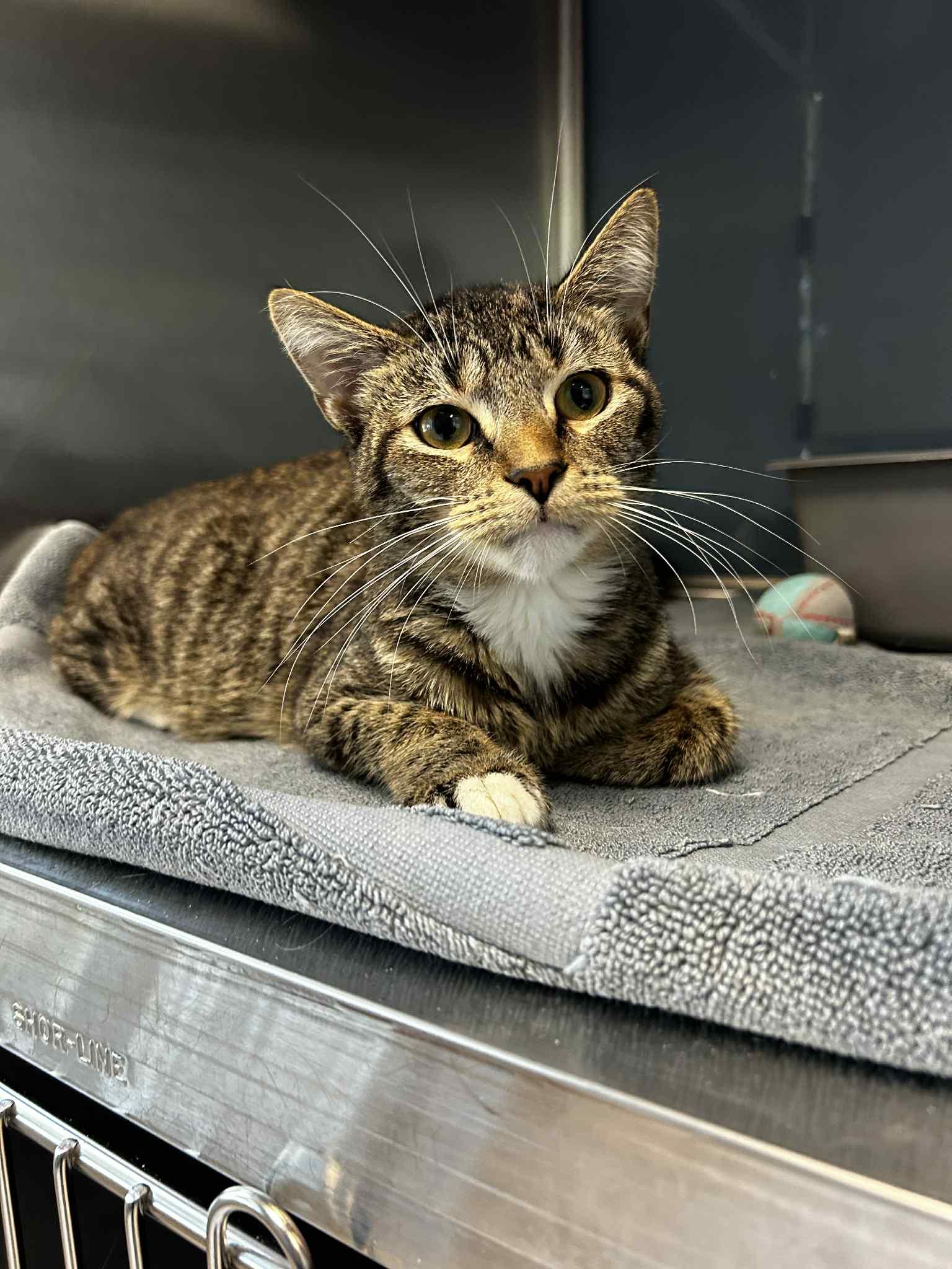 Will, Adoptable, Adult Male Domestic Short Hair.