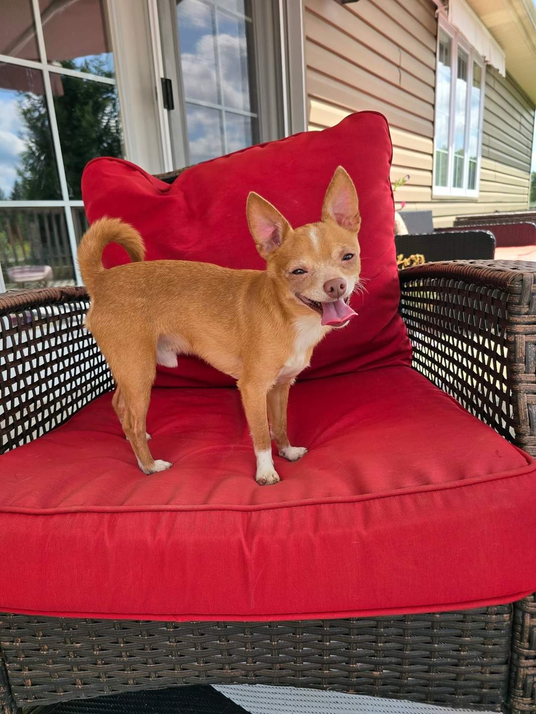 Kobi & Ponch, a Adoptable Chihuahua in Chatsworth, ON image 3/3