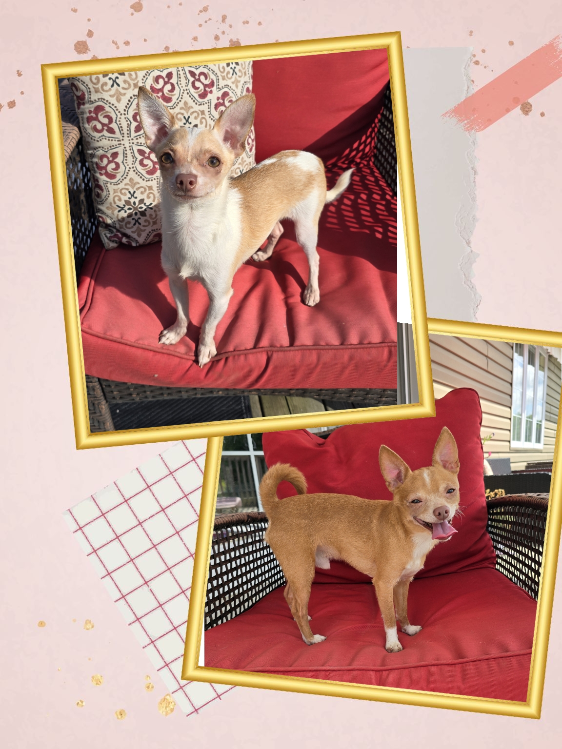 Kobi & Ponch, a Adoptable Chihuahua in Chatsworth, ON image 1/3