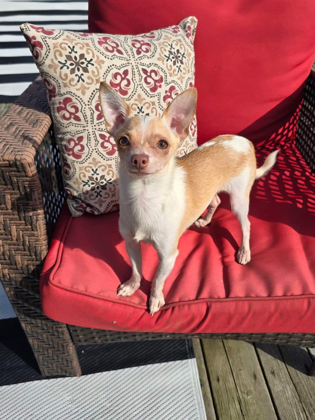 Kobi & Ponch, a Adoptable Chihuahua in Chatsworth, ON image 2/3