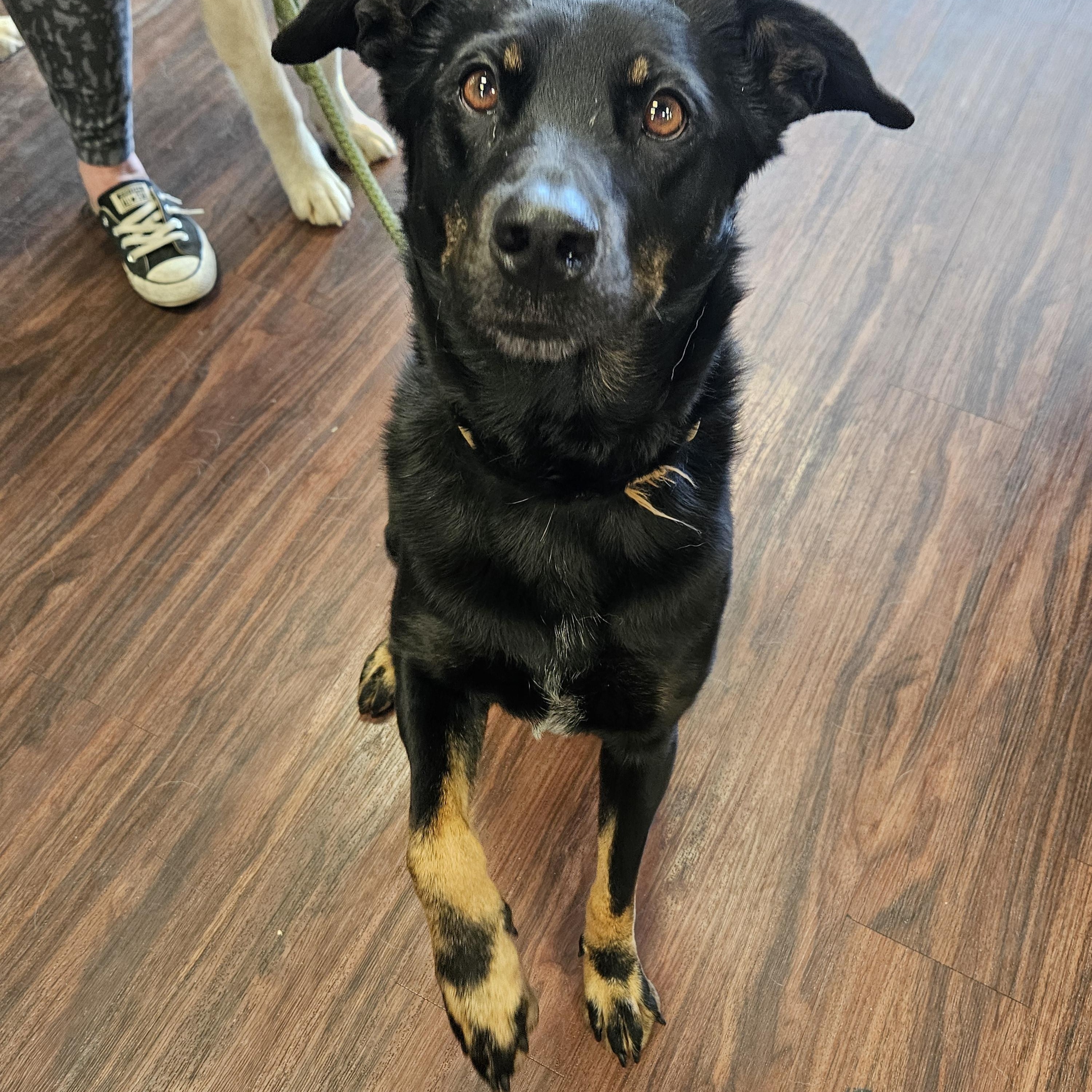 Boots, a Adoptable Beauceron in Colleyville, TX image 3/4