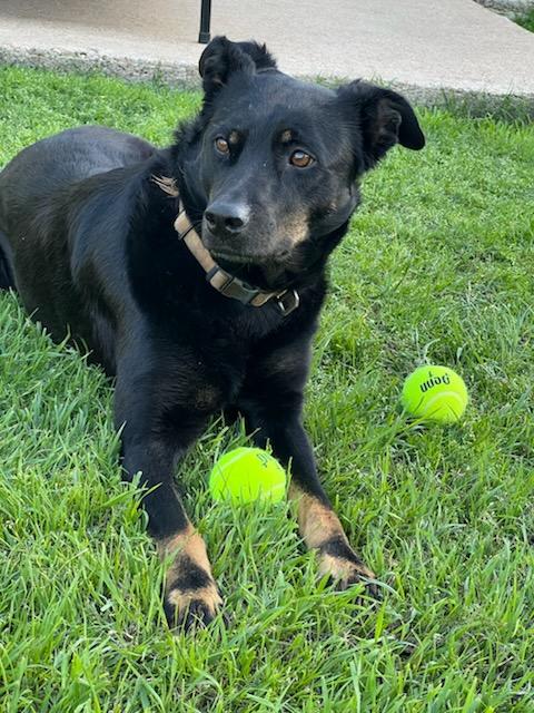 Boots, a Adoptable Beauceron in Colleyville, TX image 2/4