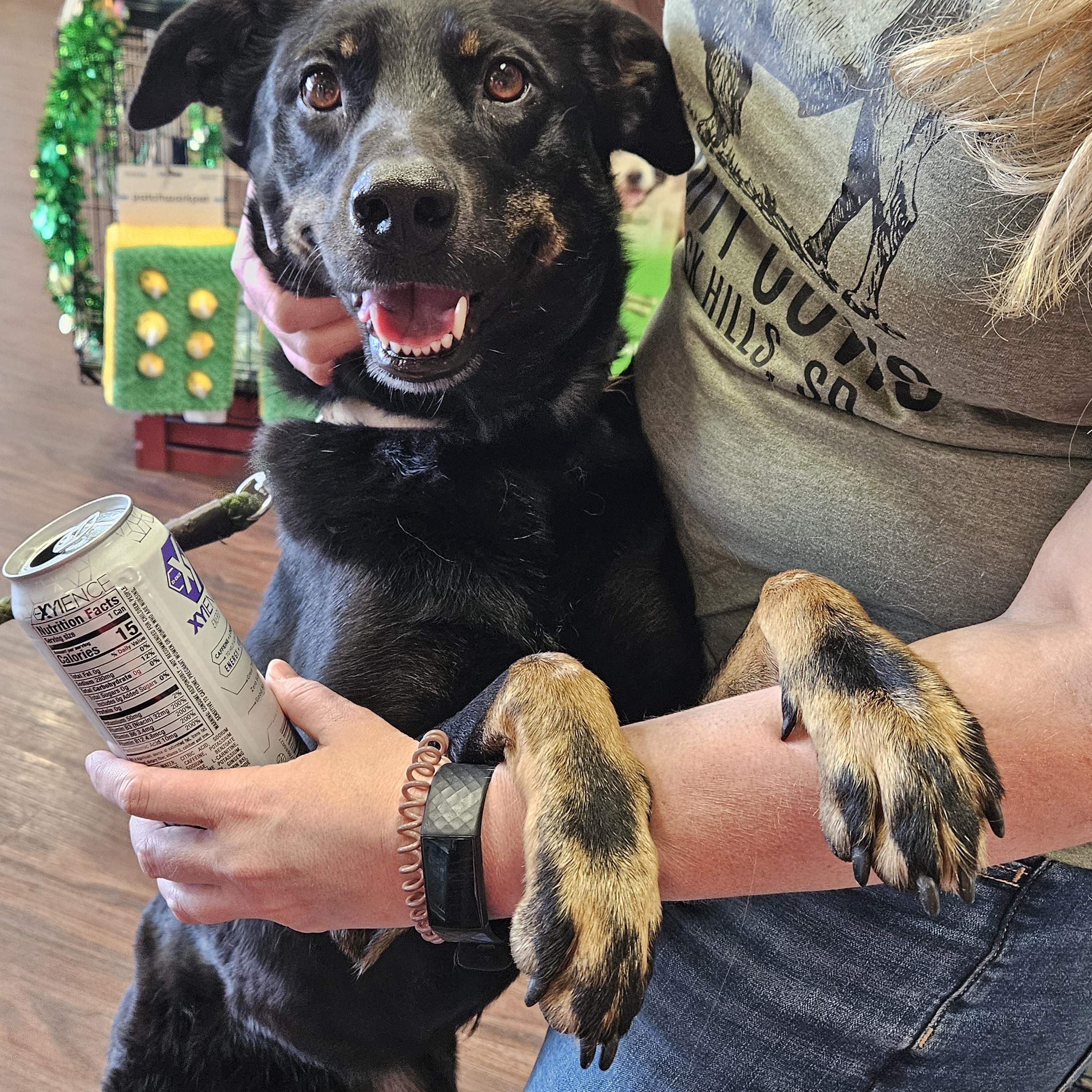 Boots, Adoptable, Adult Male Beauceron.