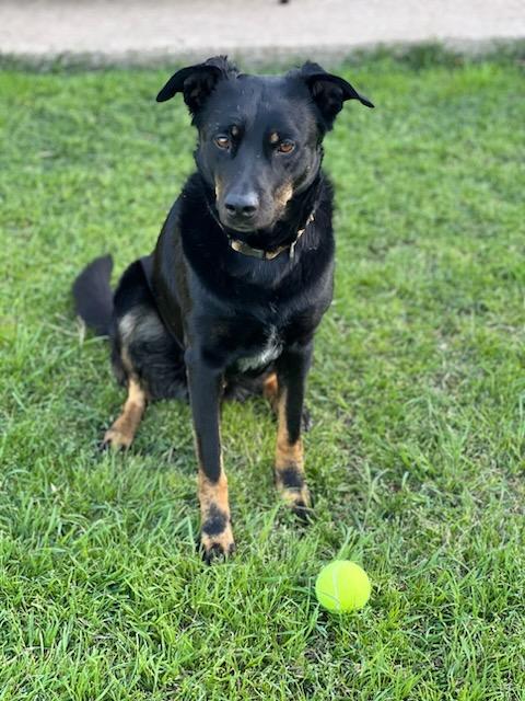Boots, a Adoptable Beauceron in Colleyville, TX image 4/4