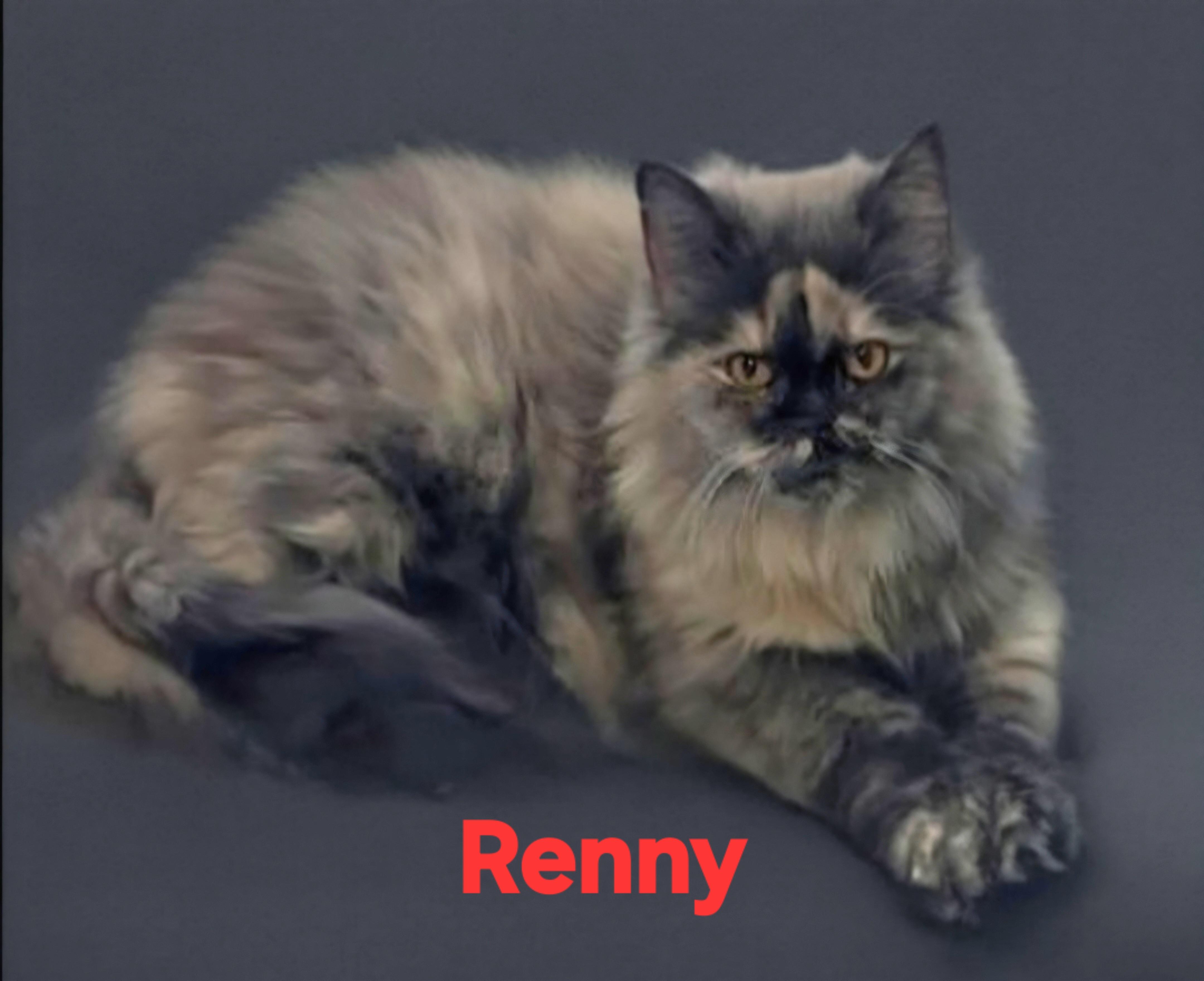 Renny thumbnail 2