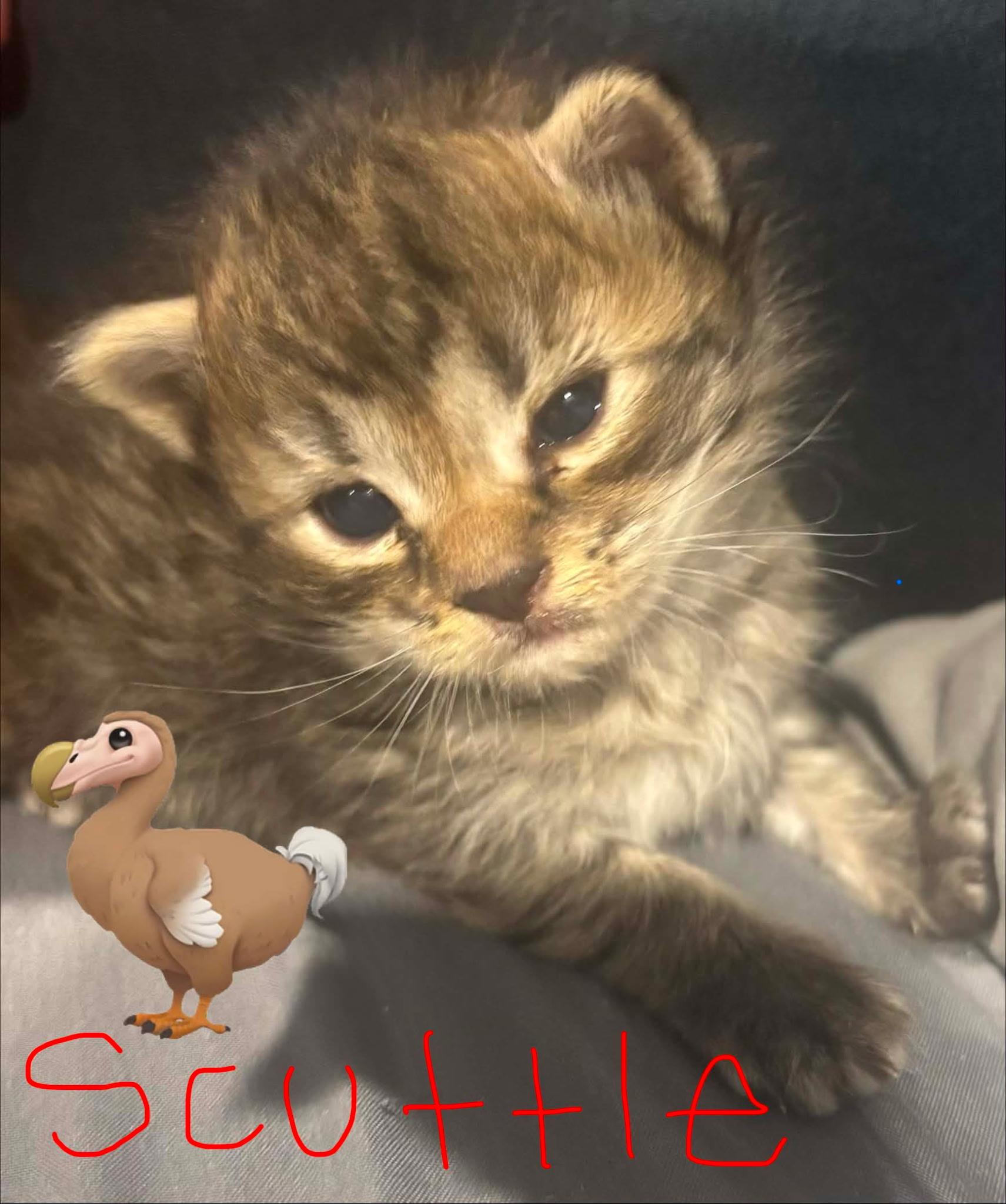 Enlarge Scuttle, a Adoptable mixed breed in Mexico, MO image 3/4