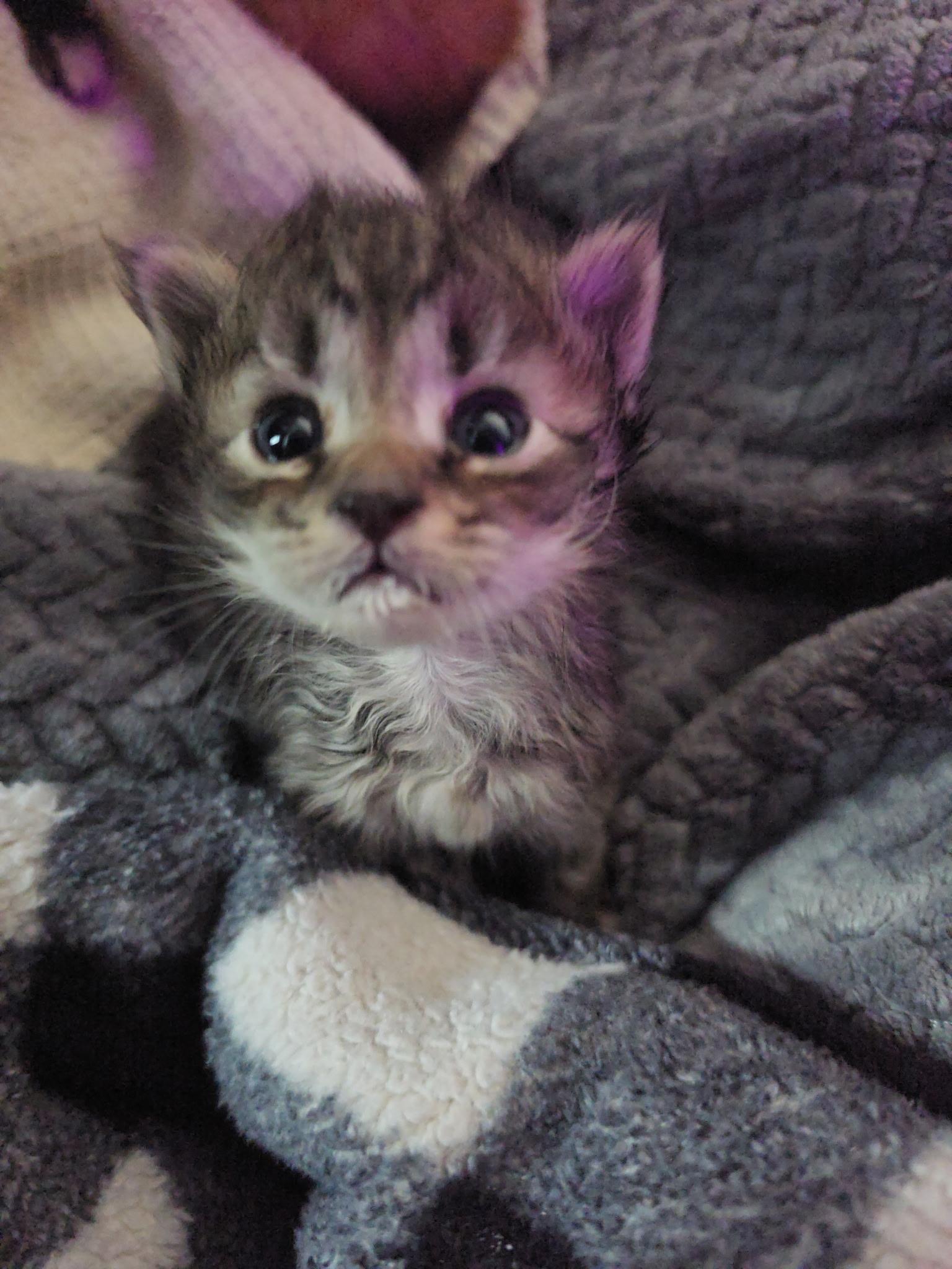Enlarge Scuttle, a Adoptable mixed breed in Mexico, MO image 4/4
