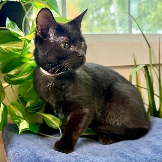 Justin Holcomb TCHS — thumbnail 5