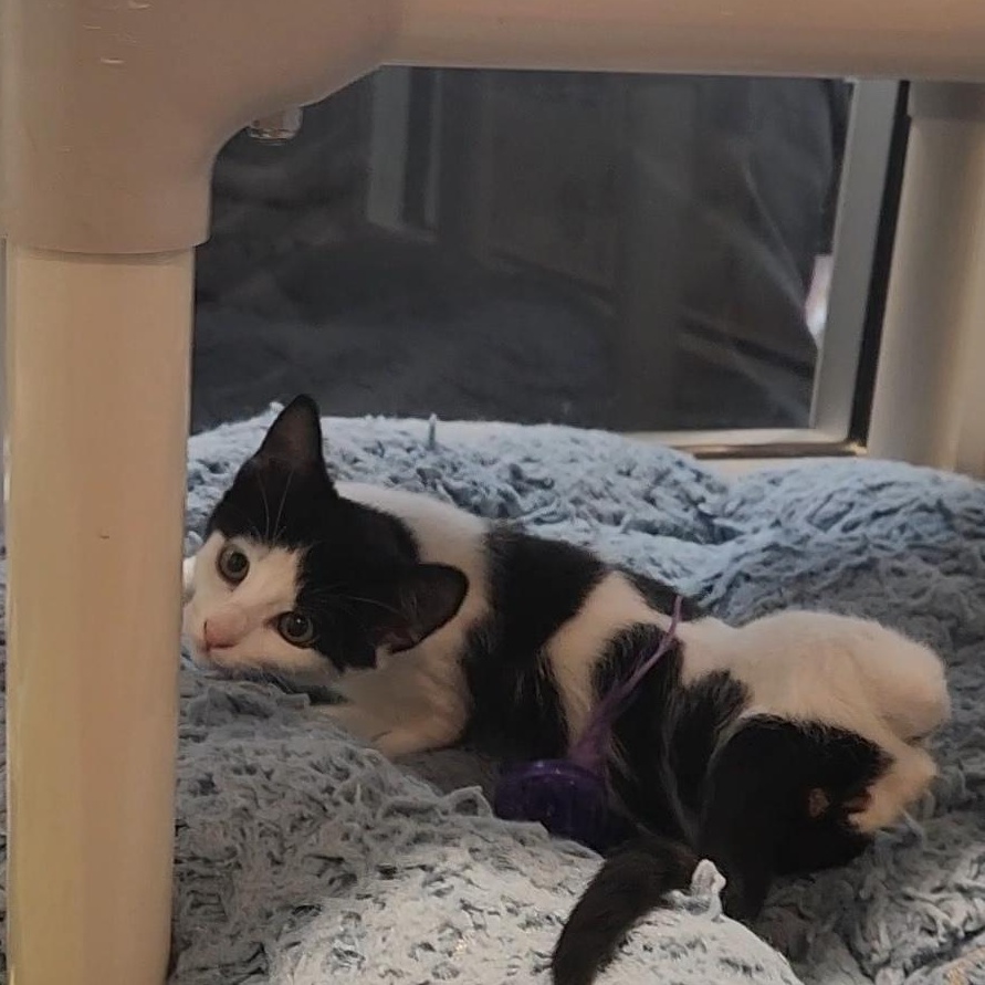 Ducky, adopted, Kitten Female Domestic Short Hair.