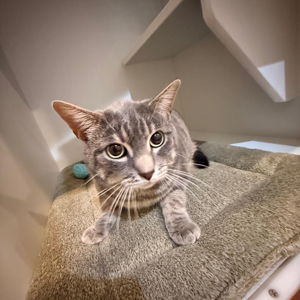 Leo, Adoptable, Adult Male American Shorthair.