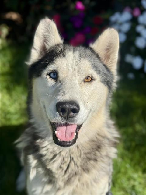 Enlarge CONNA, a Adoptable Husky in Los Angeles, CA image 1/1