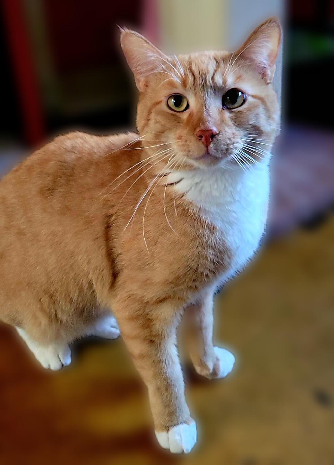 Enlarge Manny, a ADOPTABLE Domestic Short Hair in Scottsdale, AZ image 1/4