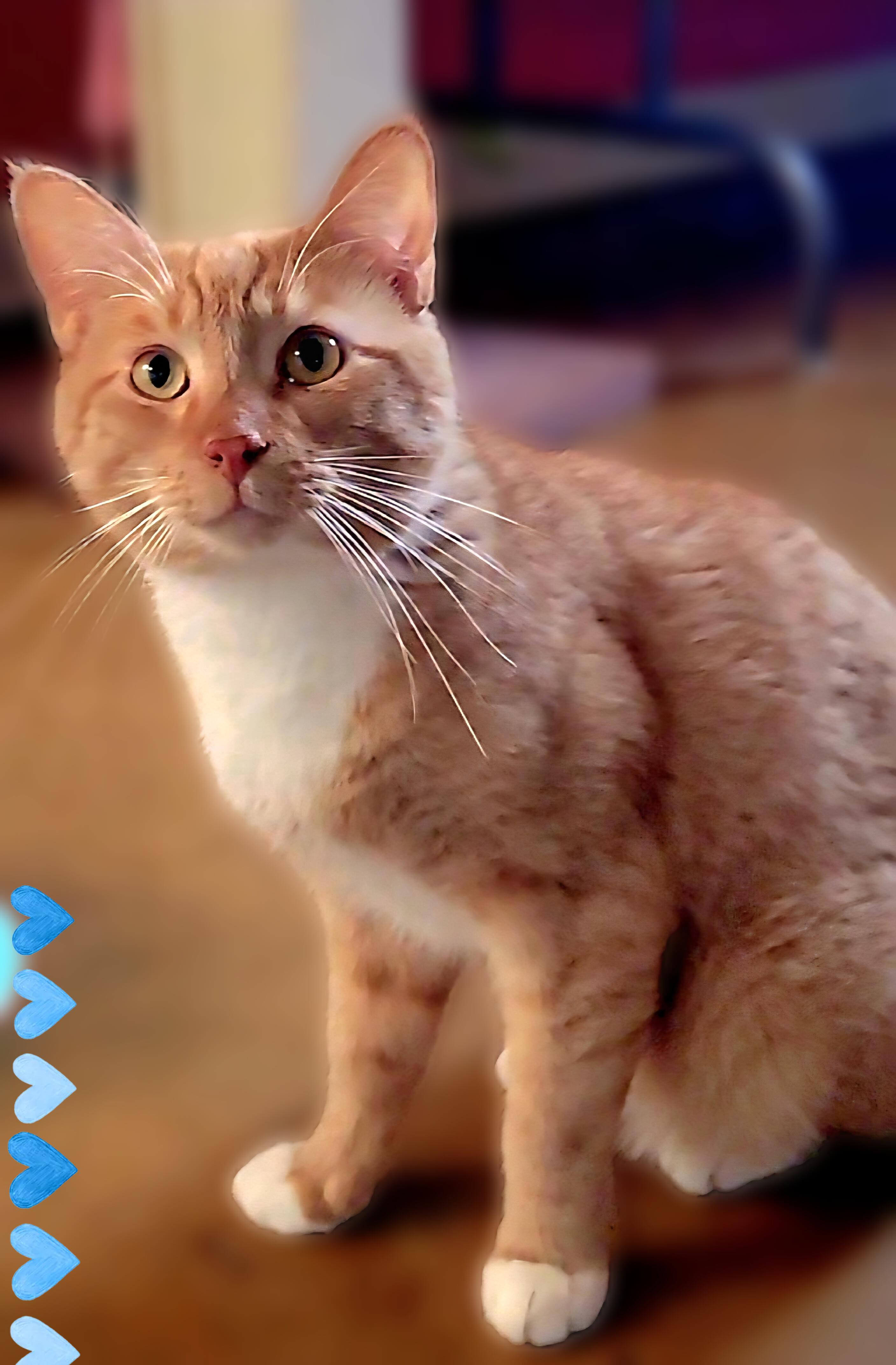 Enlarge Manny, a ADOPTABLE Domestic Short Hair in Scottsdale, AZ image 3/4