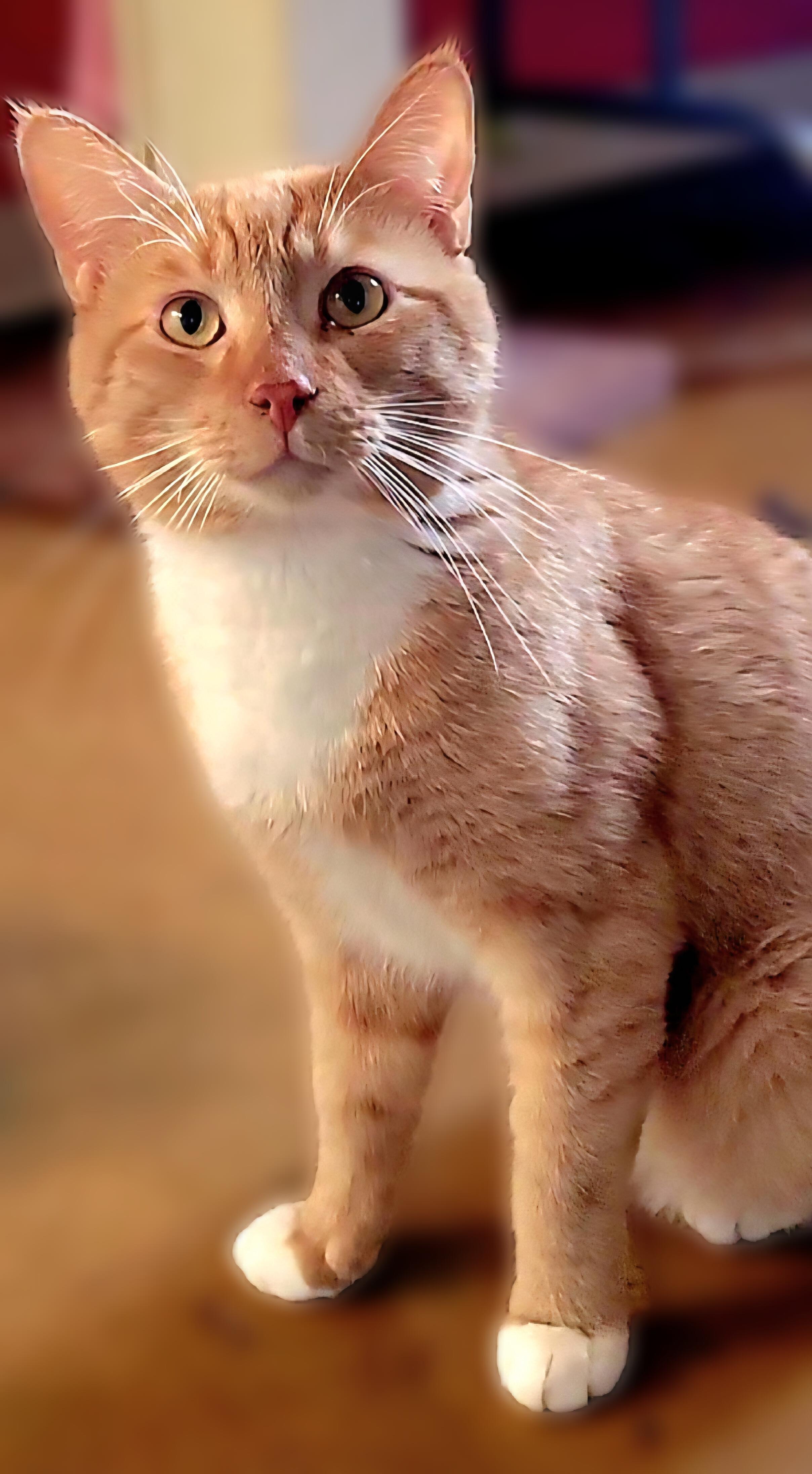 Enlarge Manny, a ADOPTABLE Domestic Short Hair in Scottsdale, AZ image 2/4