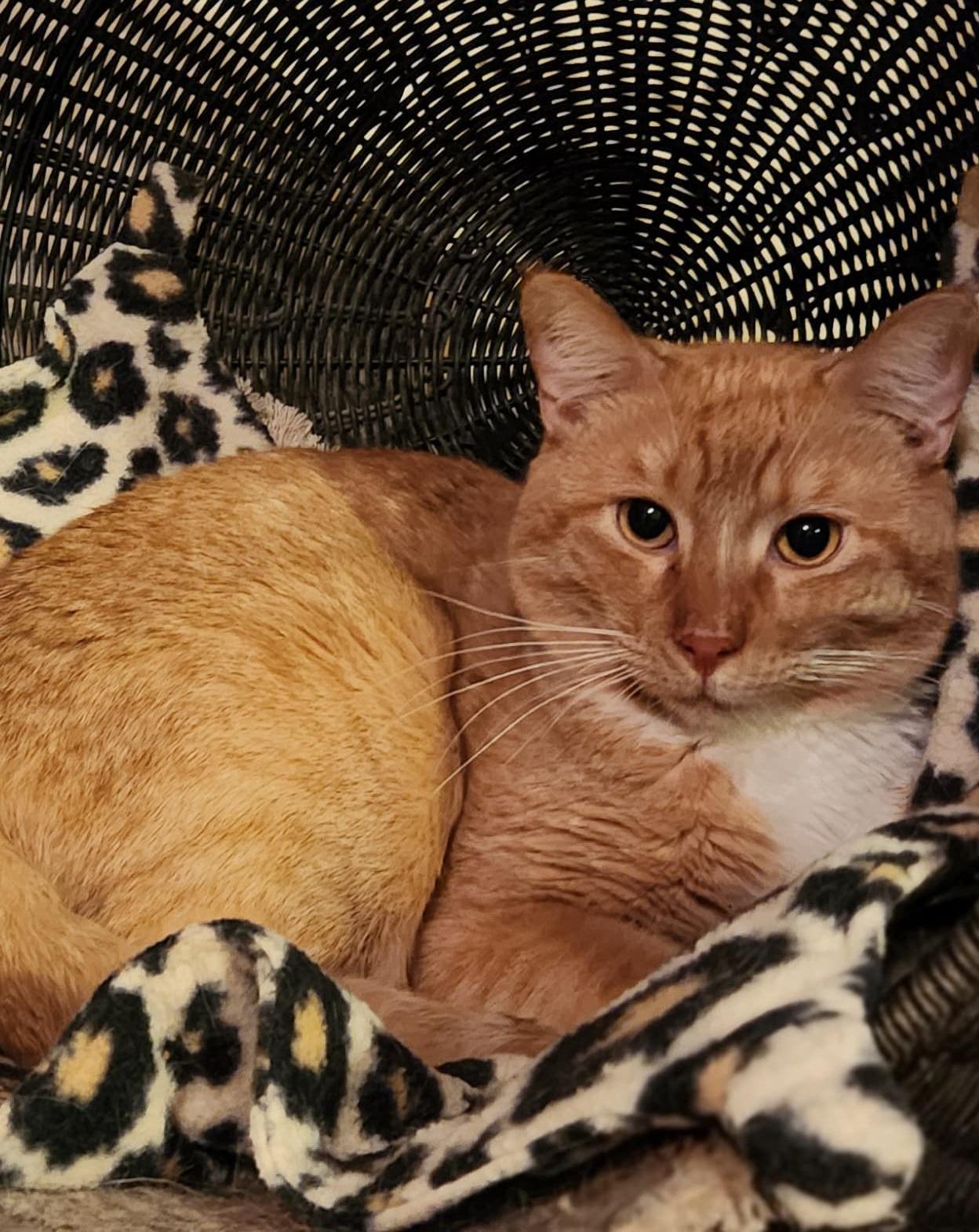 Enlarge Manny, a ADOPTABLE Domestic Short Hair in Scottsdale, AZ image 4/4