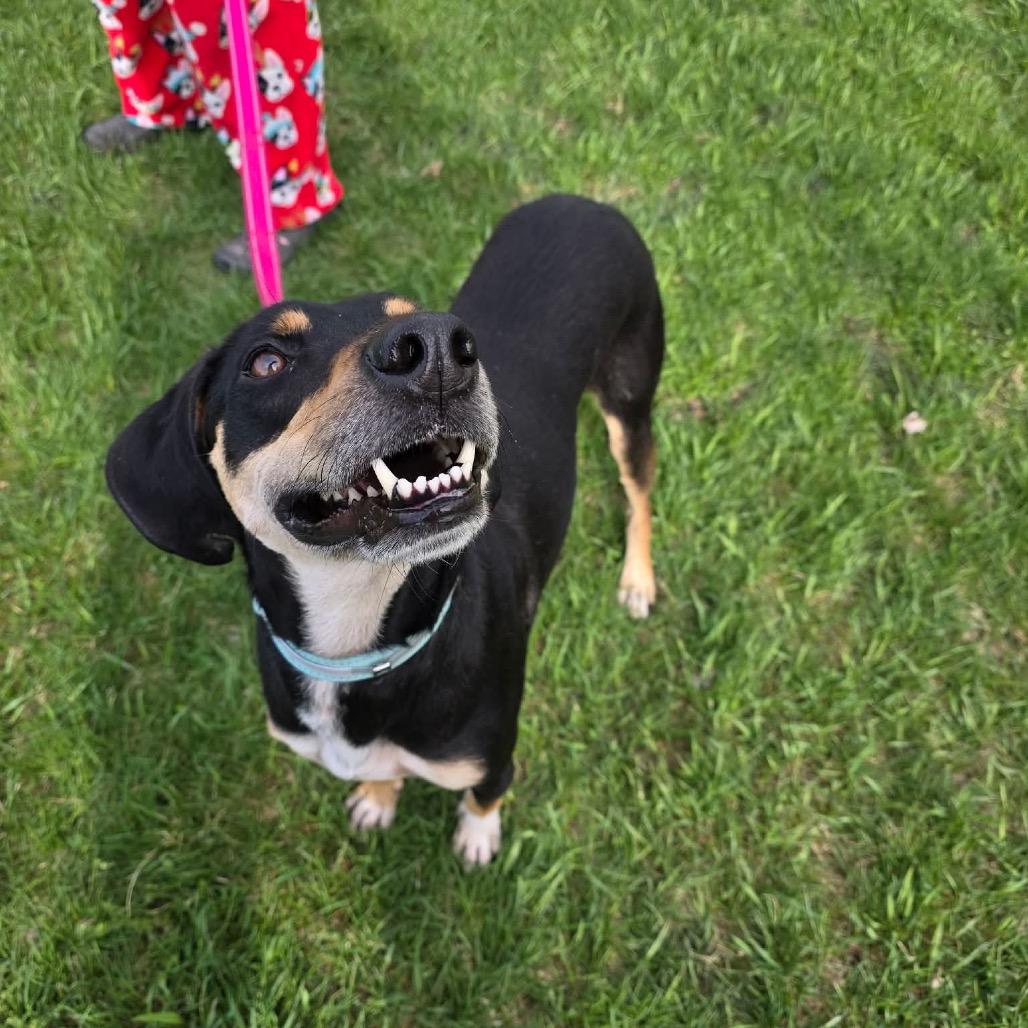 Banner, Adoptable, Adult Male Bloodhound & Mixed Breed.