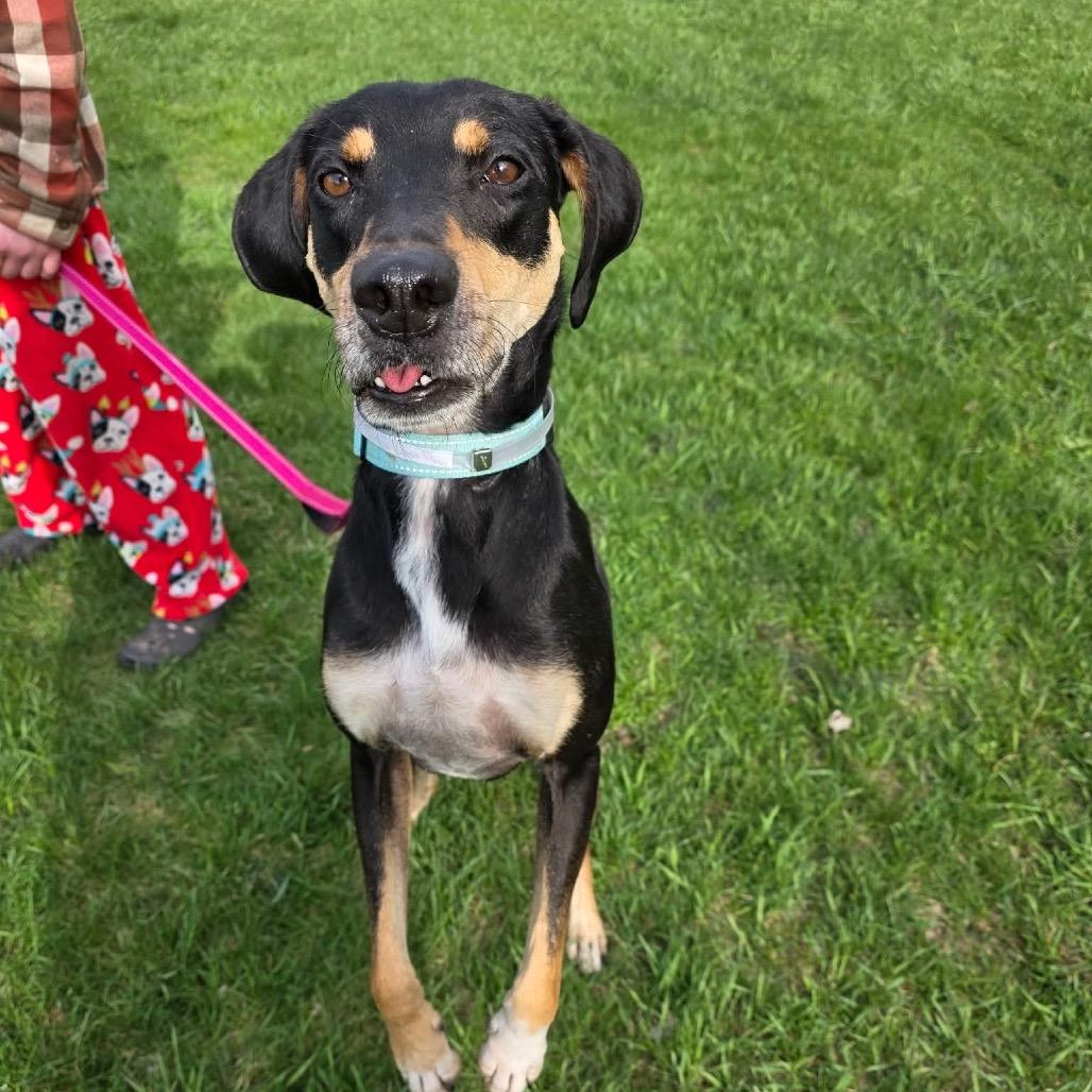 Enlarge Banner, a Adoptable mixed breed in Tomah, WI image 2/6