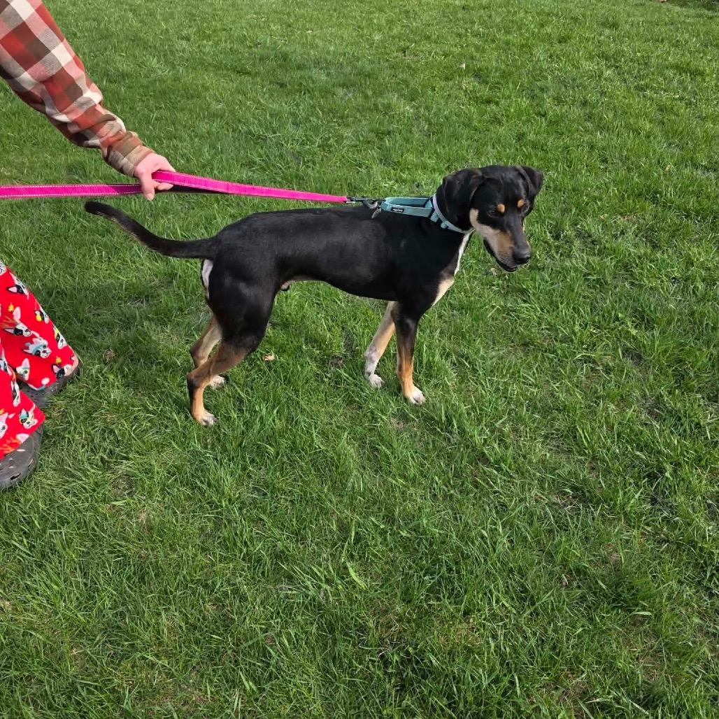 Enlarge Banner, a Adoptable mixed breed in Tomah, WI image 3/6