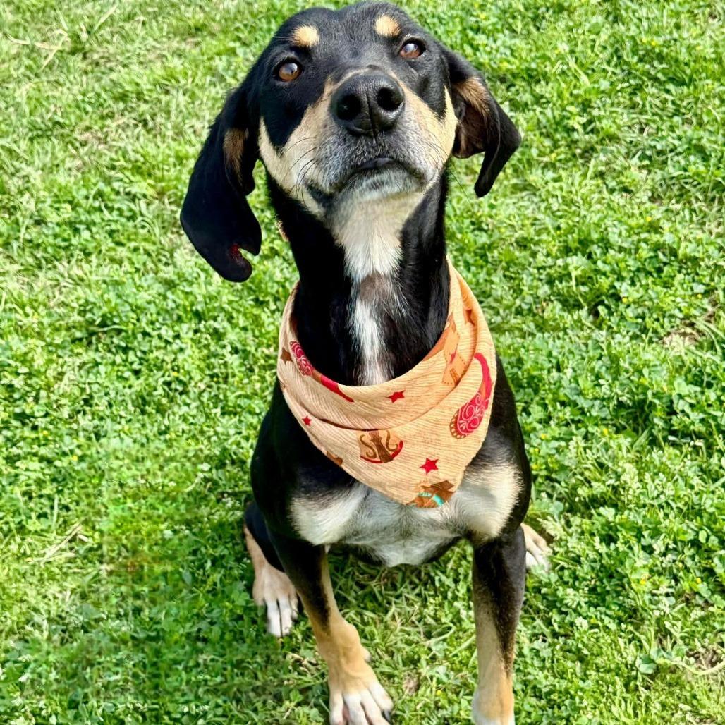 Enlarge Banner, a Adoptable mixed breed in Tomah, WI image 4/6