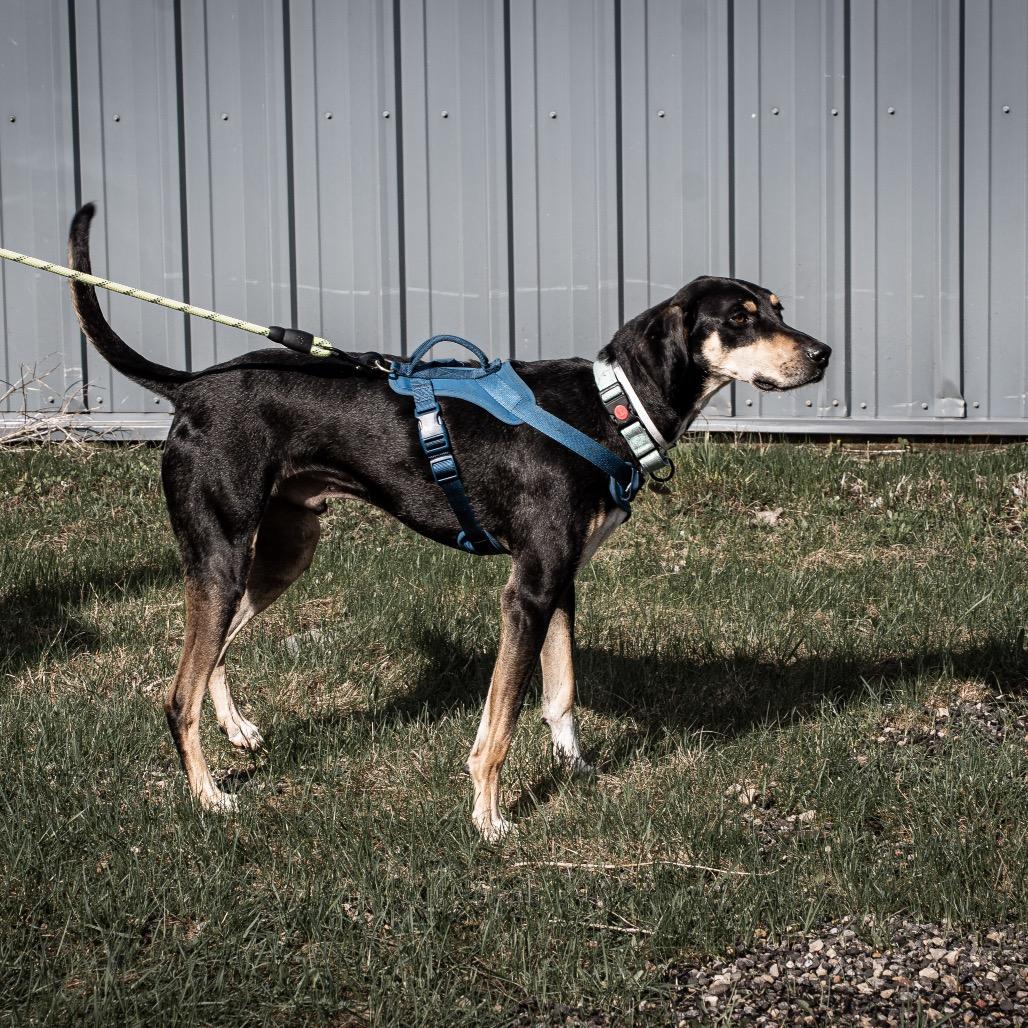 Enlarge Banner, a Adoptable mixed breed in Tomah, WI image 6/6