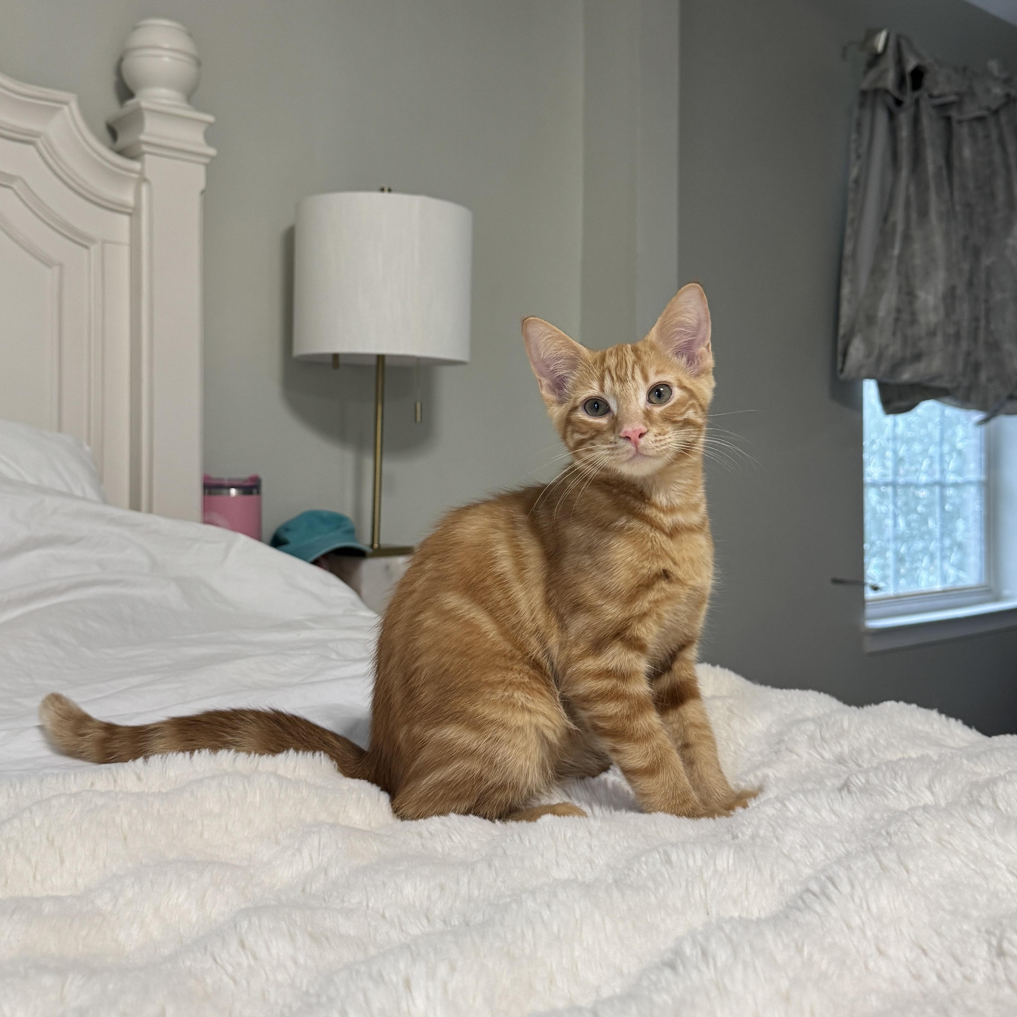 Lion, adopted, Kitten Male Tabby.