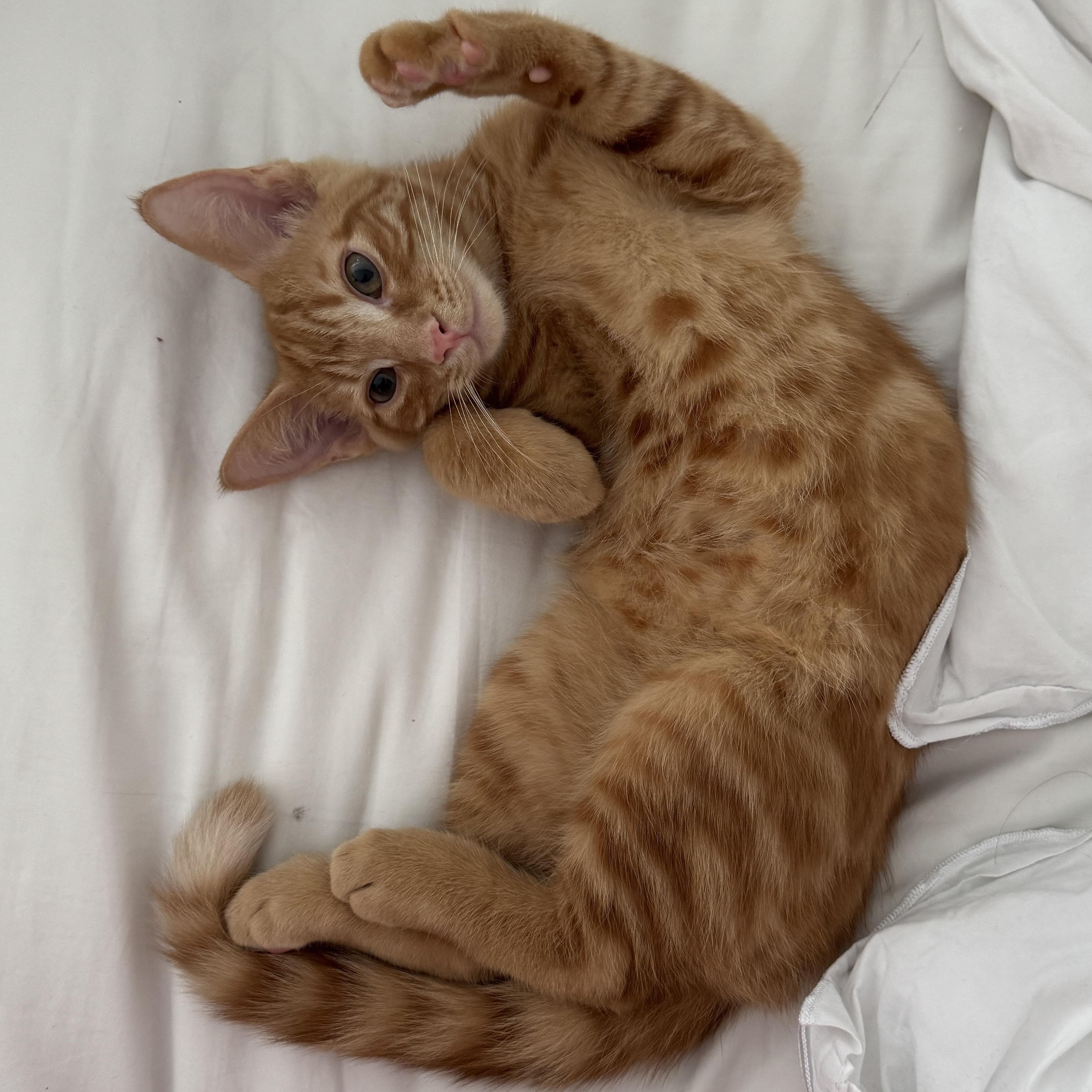 Enlarge Lion, an adopted Tabby in Woodbridge, VA image 2/3