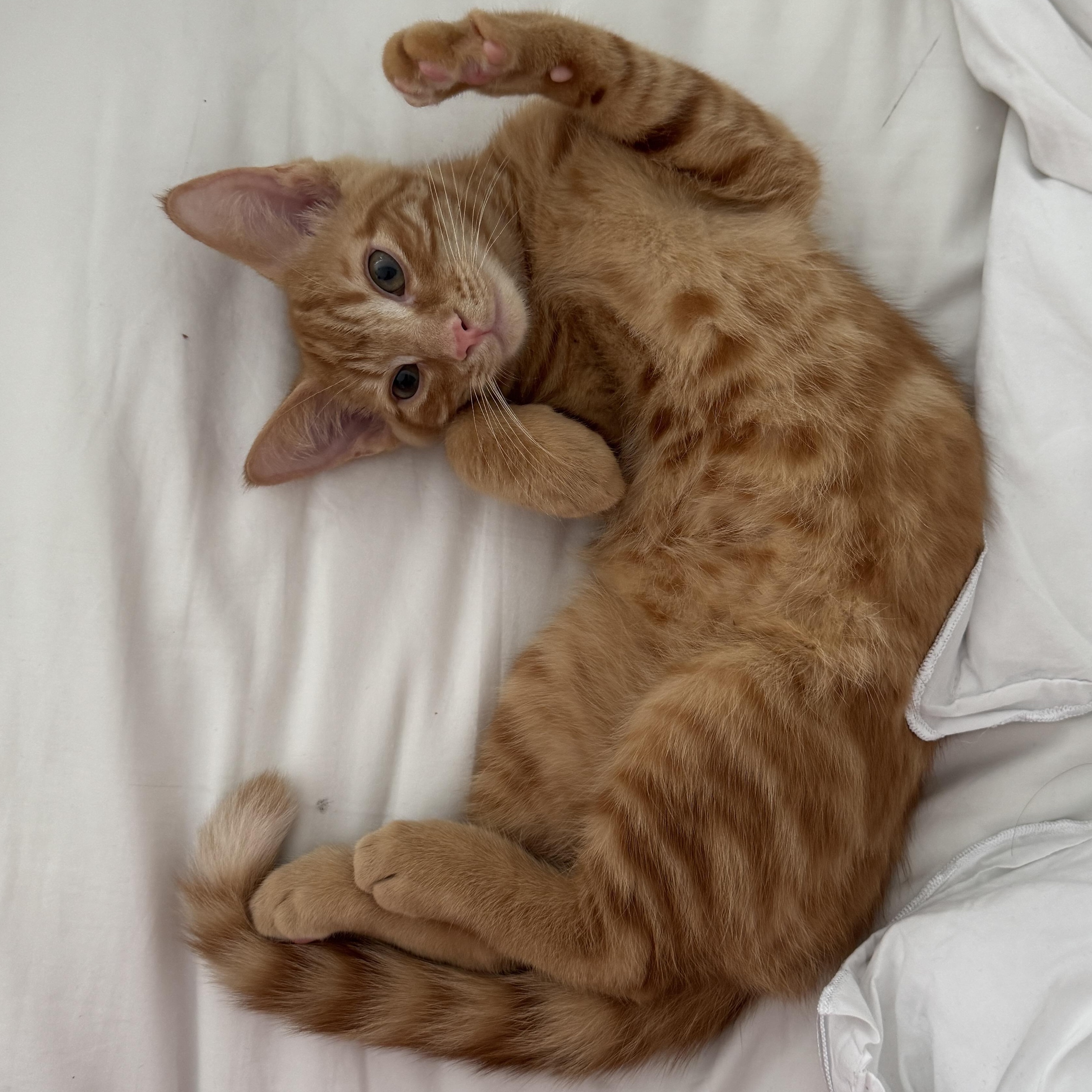 Enlarge Lion, an adopted Tabby in Woodbridge, VA image 3/3